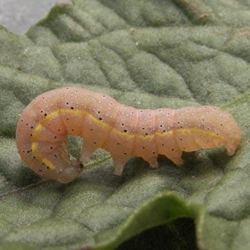 Chenille - 