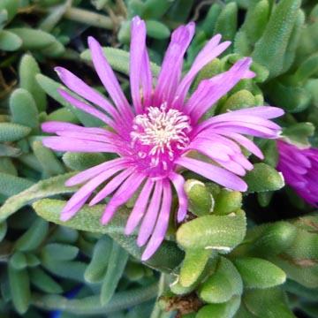 Delosperma - 