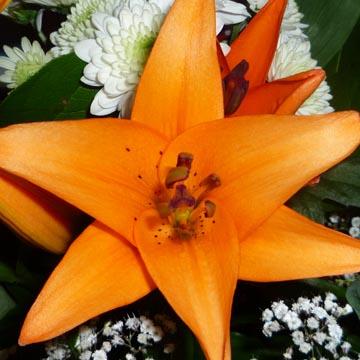 Lis de bouquet - 