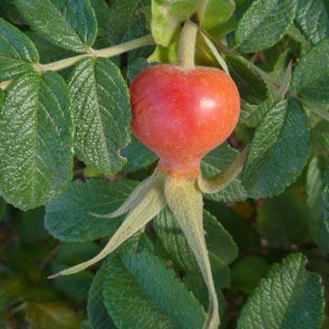 Cynorrhodon de rosier - 