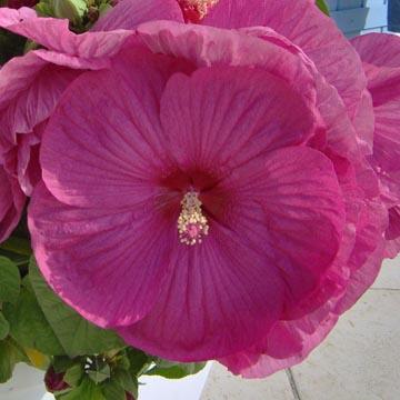 Hibiscus - 