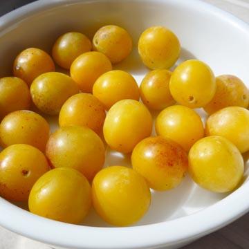 Mirabelles - 