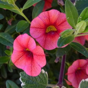 P�tunia Millions Bells - 