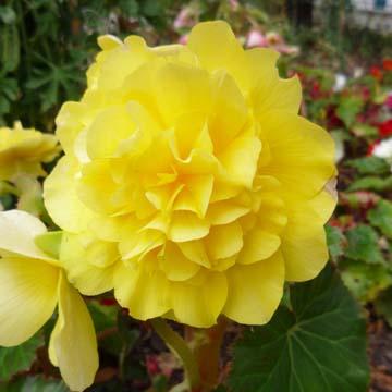 B�gonia jaune - 