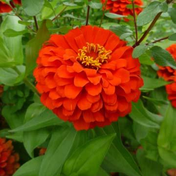 Zinnia - 