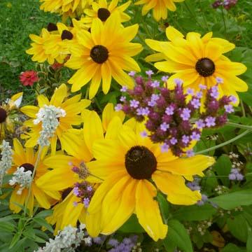 Rudbeckia - 