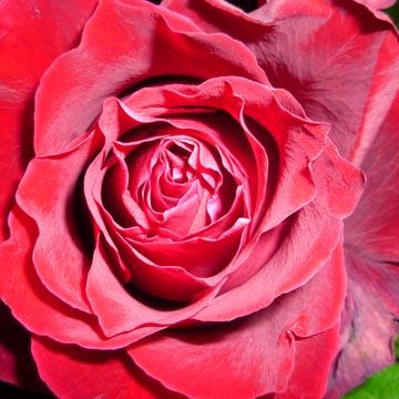 Coeur de rose rouge - 