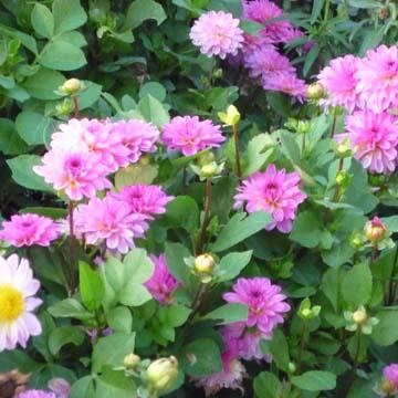 Petits dahlias - 