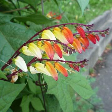 Mina lobata - 