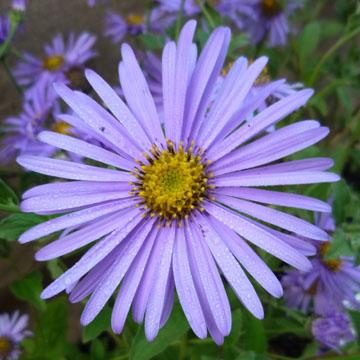 Aster 'Monch' - 