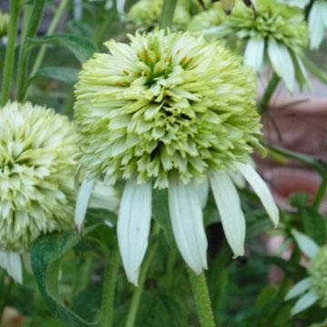 Echinacea 'Coconut Line' - 