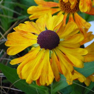 H�lenium 'Waultraub' - 
