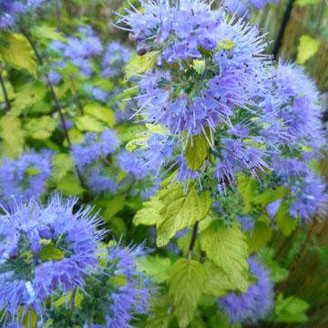 Caryopteris 'Sunshine Blue' - 