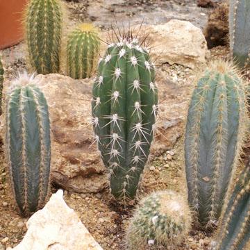 Jardin de cactus - 