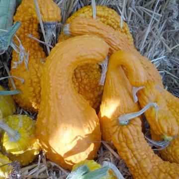 Courge torticolis - 