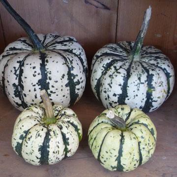 Courge Patidou - 