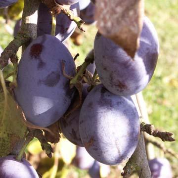 Quetsches - 