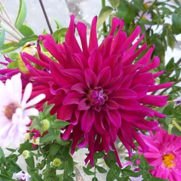 Dahlia - 