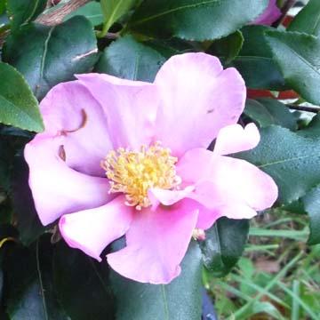 Camelia sasanqua - 