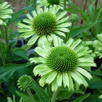 Echinacea 'Green Jewel' - 