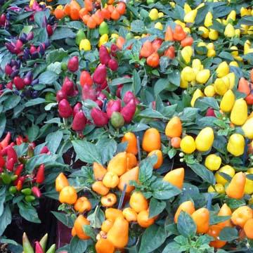 Piments - 