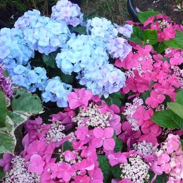 Hortensias - 