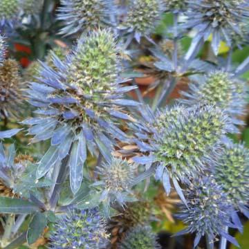Eryngium - 