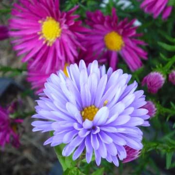 Asters - 