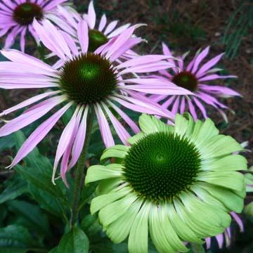 Echinaceas - 