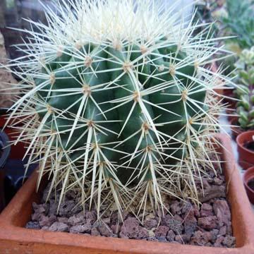 Echinocactus - 