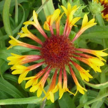 Gaillarde - 