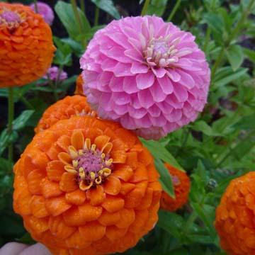 Zinnias - 
