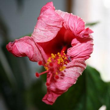 Naissance de la fleur d'hibiscus - 