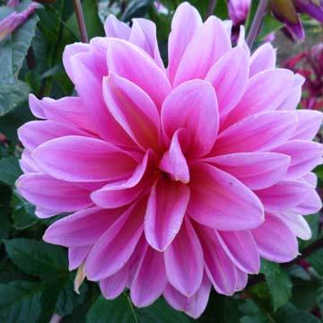Dahlia - 