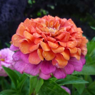 Zinnia - 