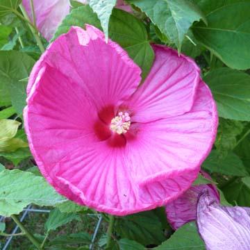 Hibiscus - 