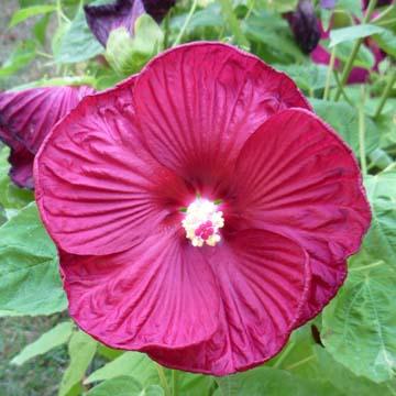 Hibiscus - 
