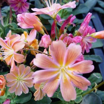 Lewisia - 