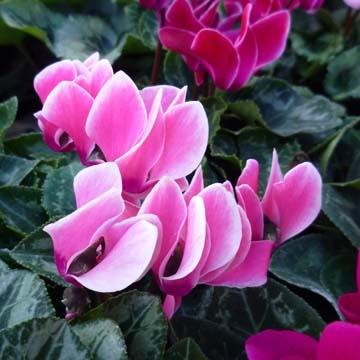 Cyclamen - 