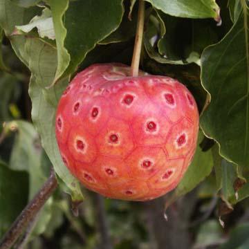 Fruits du cornus kousa - 