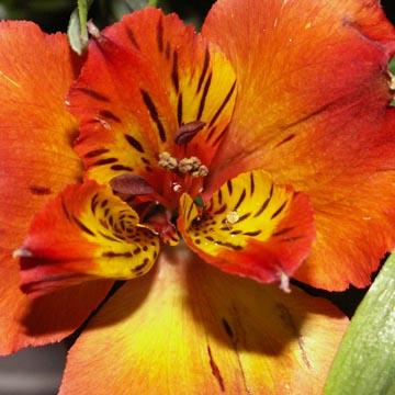 Coeur d'alstromeria - 