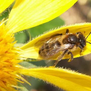 Abeille - 