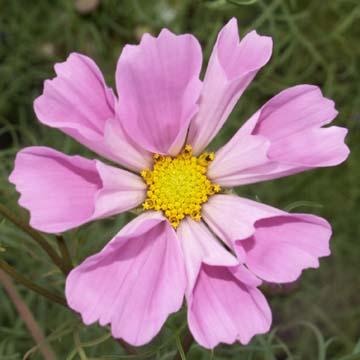 Cosmos - 