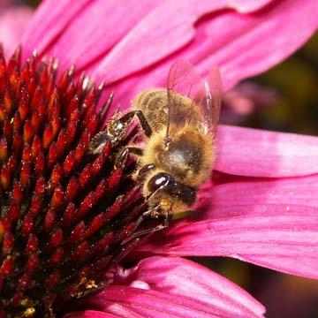 Abeille - 