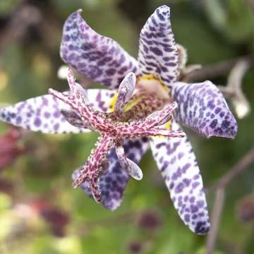 Tricyrtis - 