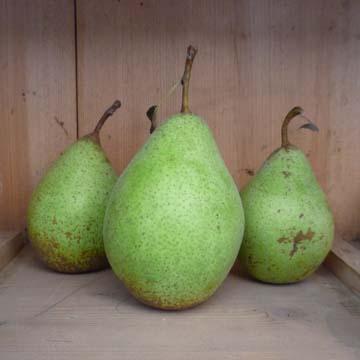 Poire 'Comtesse de Paris' - 