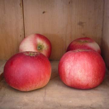 Pomme 'Primerose' - 