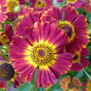 Helenium 'Flamenrad' - 