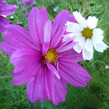 Duo de cosmos - 