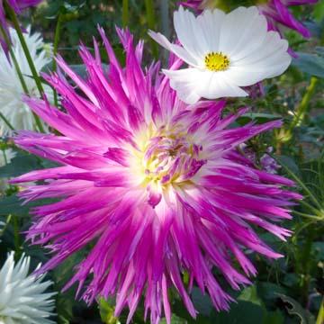 Dahlia et cosmos - 